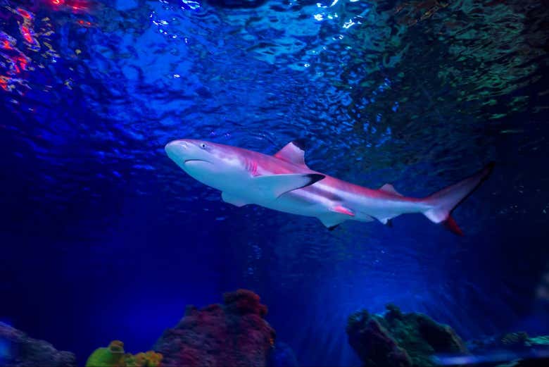 Requin dans l'aquarium SEA LIFE Loch Lomond