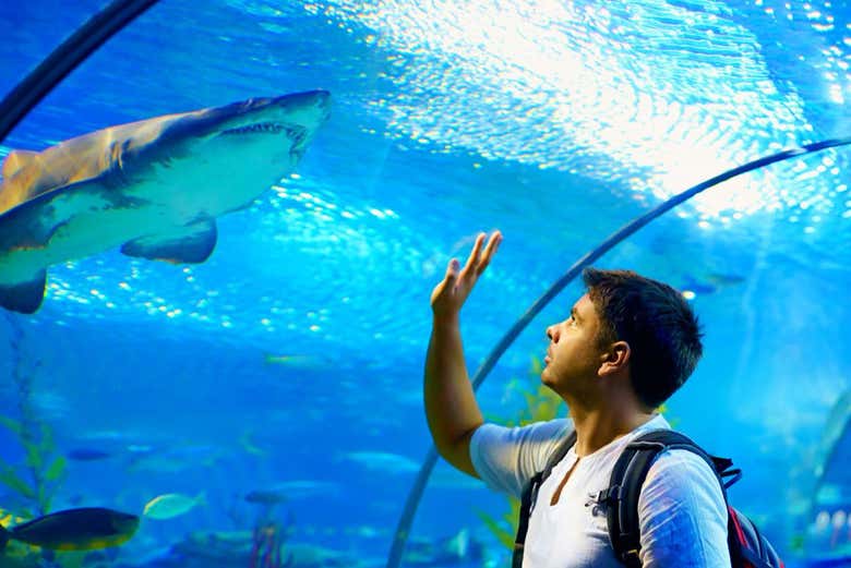 Observez les poissons de l'aquarium