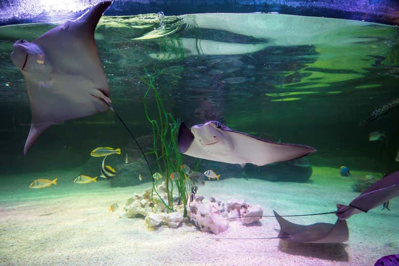 Sea stingrays at the SEA LIFE Aquarium