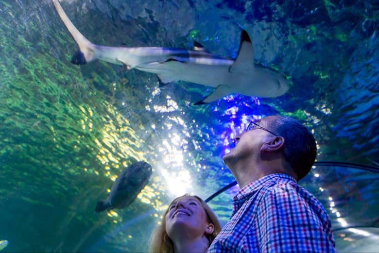 Tunnel de l'aquarium
