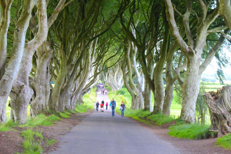 Dark Hedges