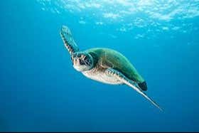 Check out the giant sea turtles!