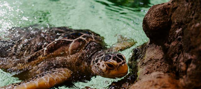 Entrada a SEA LIFE® Brighton
