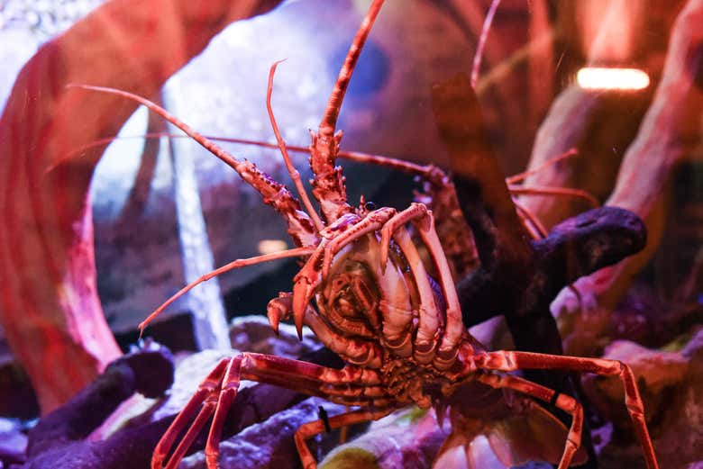 Un'aragosta al SEA LIFE Brighton