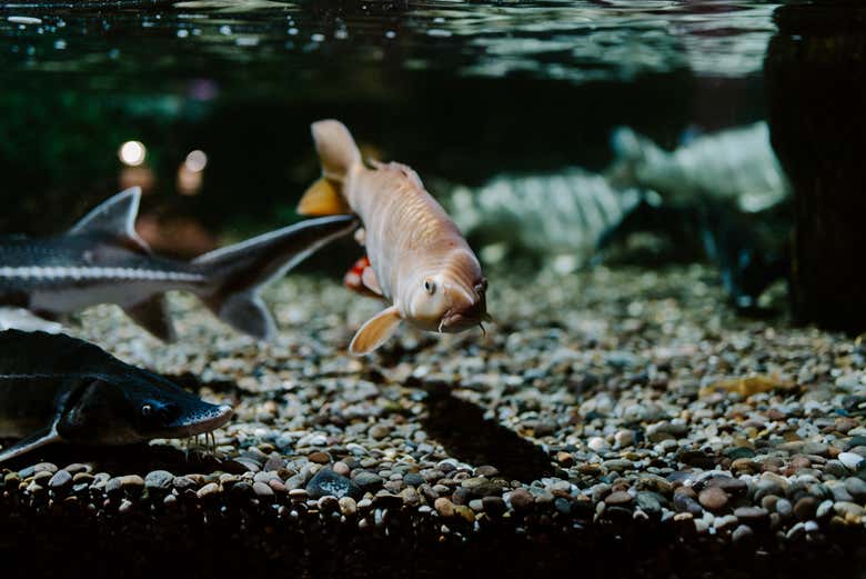 Un pesce del SEA LIFE Brighton