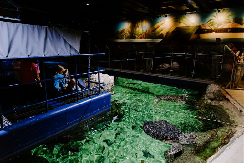 Una delle piscine del SEA LIFE Brighton