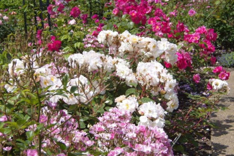 Fleurs des jardins de Mount Ephraim