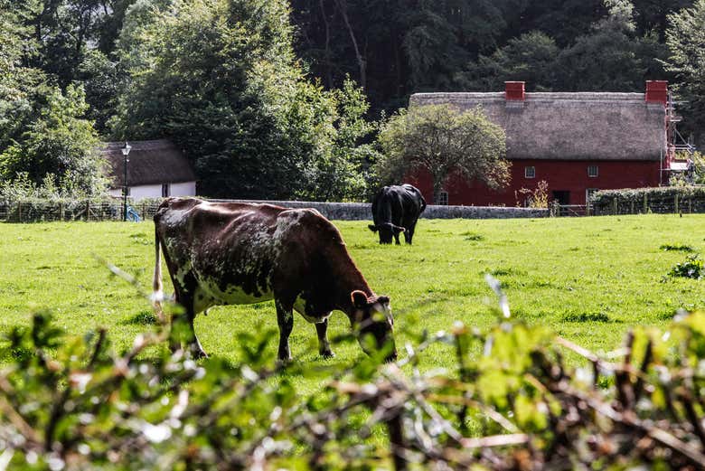 Vacas pastando tranquilamente en St. Fagans