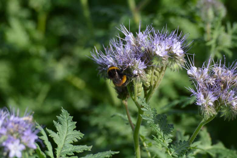 Vous pourrez voir des insectes sur les fleurs
