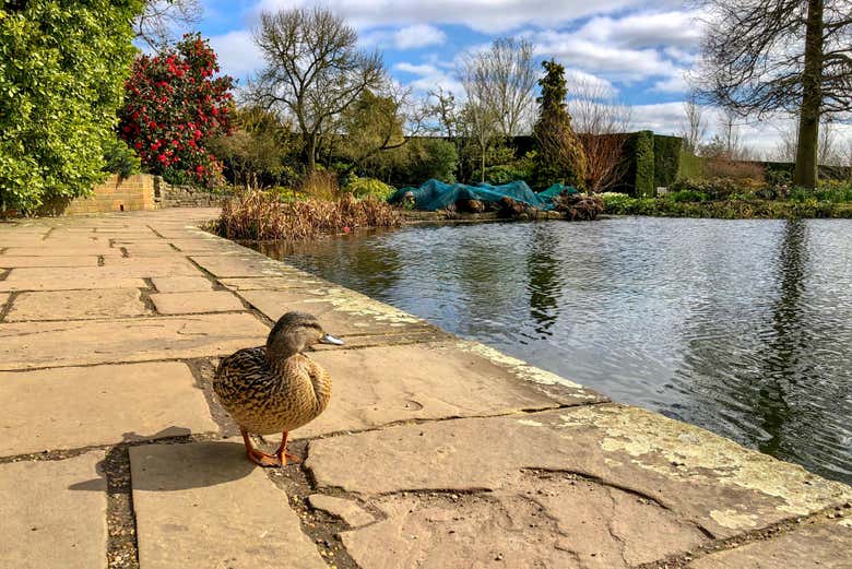 Un canard au bord d'un lac