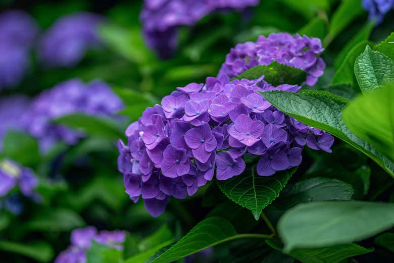 Hortensias violets dans le jardin
