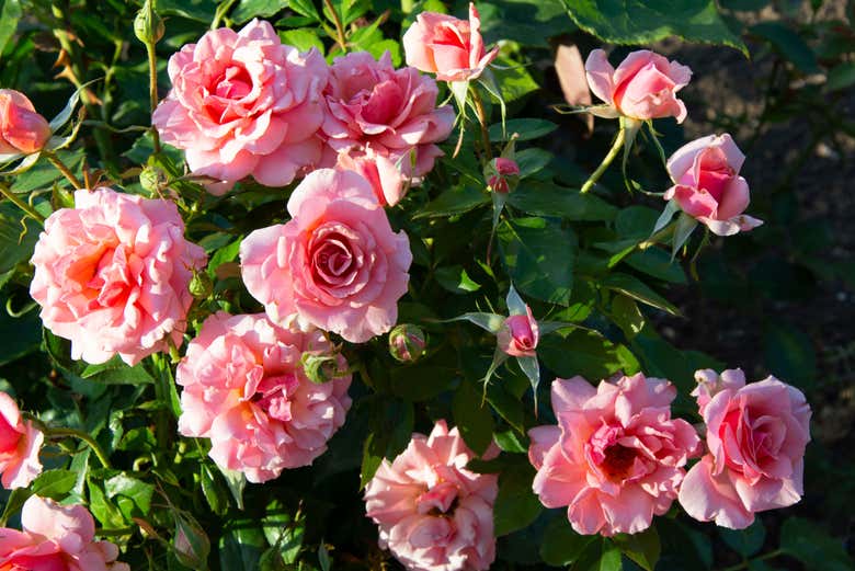 De belles roses dans le RHS Garden Hyde Hall