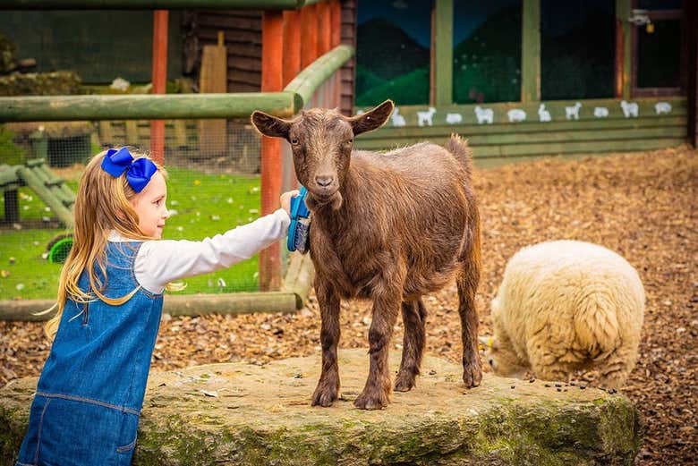Explorando o zoológico de Chessington