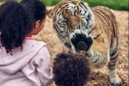 Chessington Park of Adventures