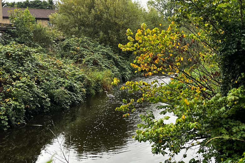 Fauna autóctona en Dean Village