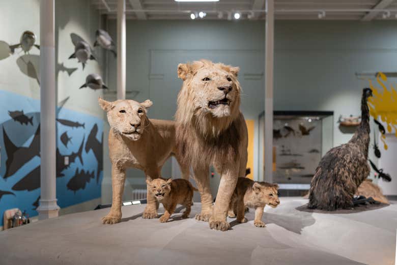 Familia de leones en el Museo Nacional de Escocia