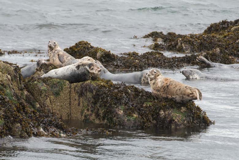 Las focas en la isla Inchcolm