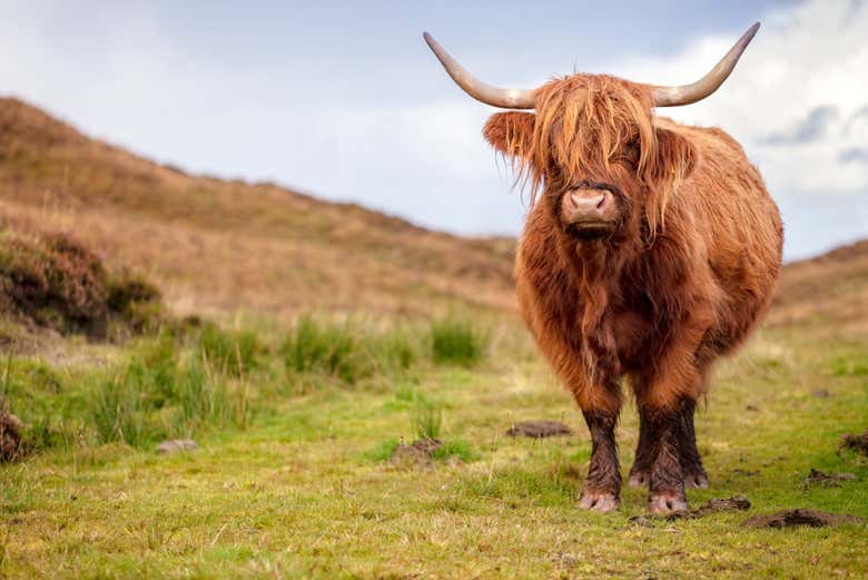 Catch a glimpse of a Highland Cow if you're lucky!