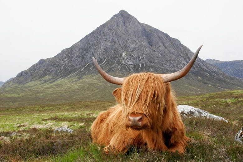Uma vaca típica das Highlands