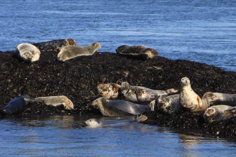 Observez les phoques