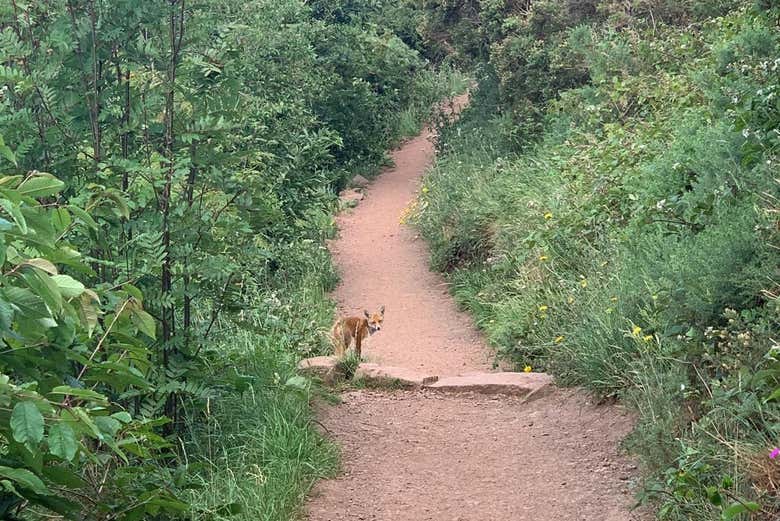 Un zorro observando curioso en plena caminata