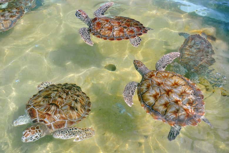 Cayman Turtle Center