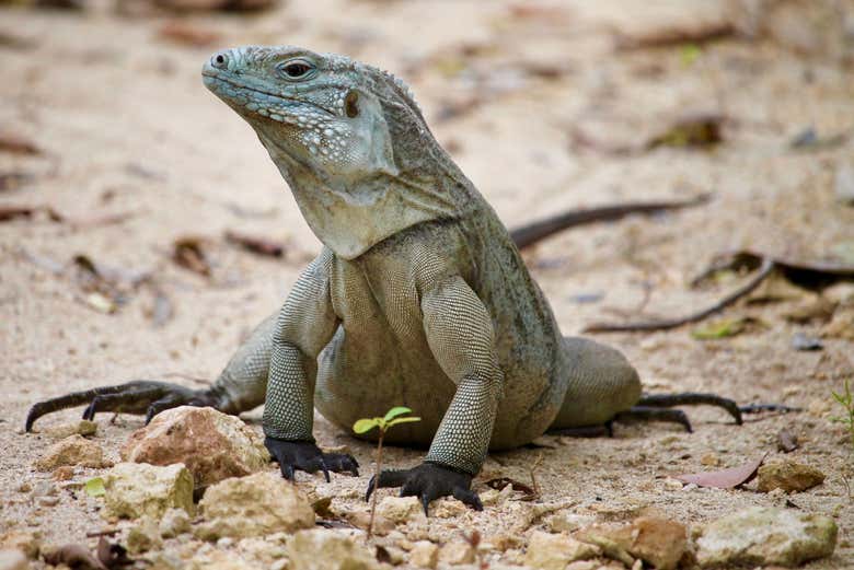 Iguane bleu des Îles Caïmans