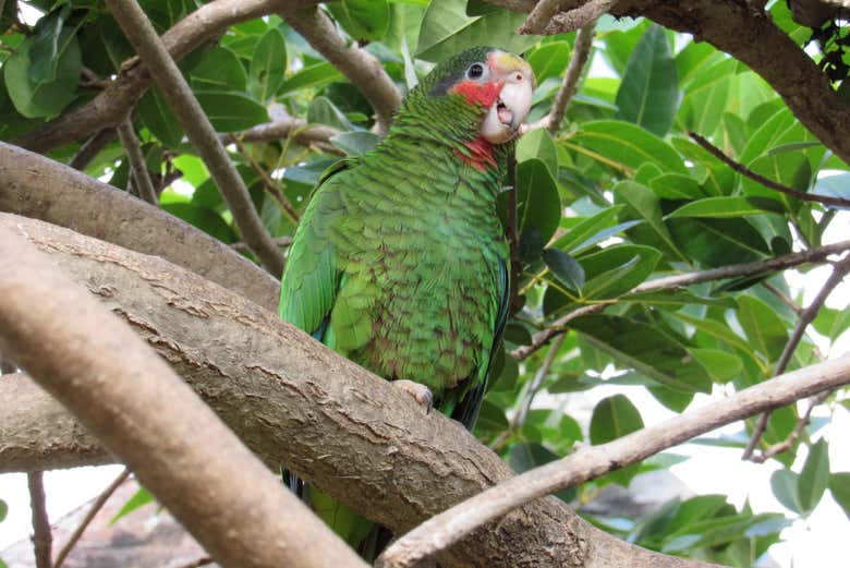 Perroquet du jardin botanique
