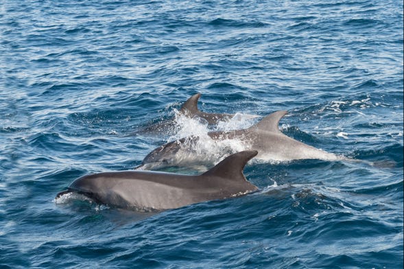 Avistamiento de delfines en Gibraltar