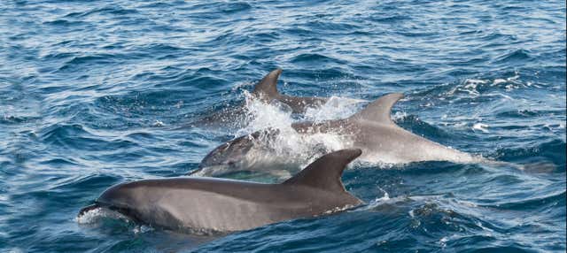 Avistamiento de delfines en Gibraltar