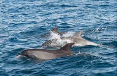 Observation de dauphins à Gibraltar