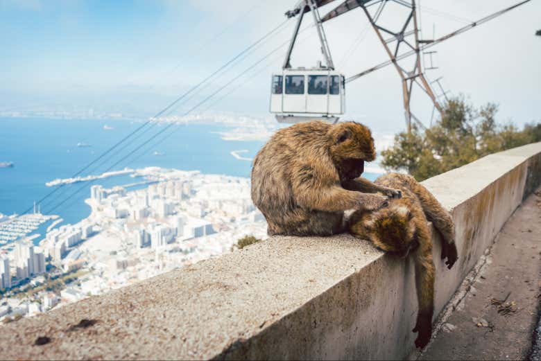 Deux singes devant le téléphérique de Gibraltar.