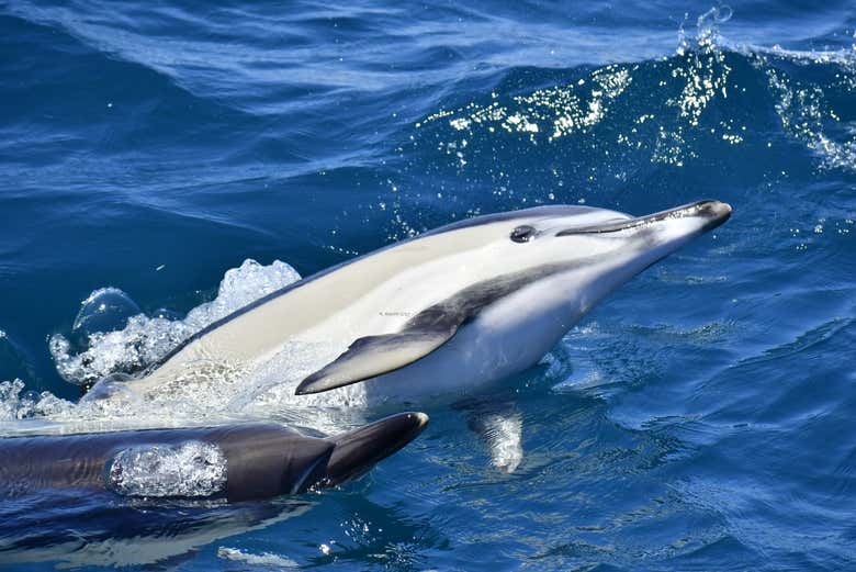 Dauphin nageant près du bateau