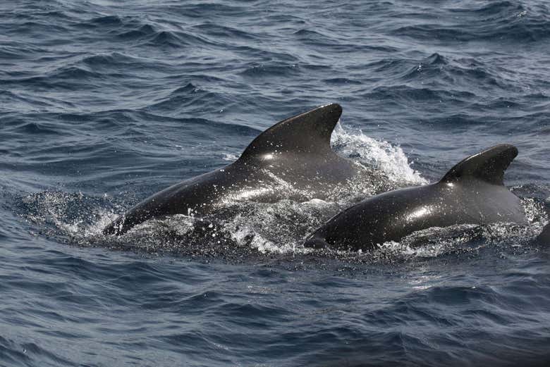 Un couple de dauphins à Gibraltar
