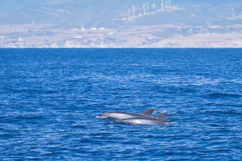 Dauphins à Gibraltar