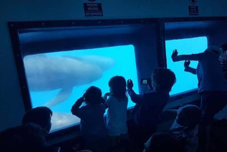 Enfants observant les dauphins