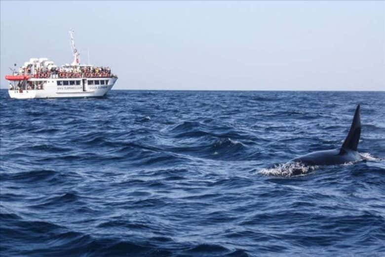 Balade en bateau à Gibraltar