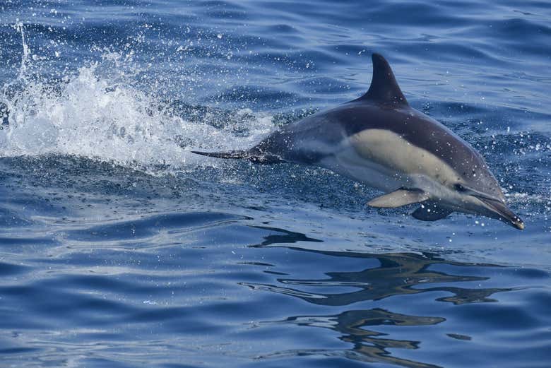 Dauphin de Gibraltar