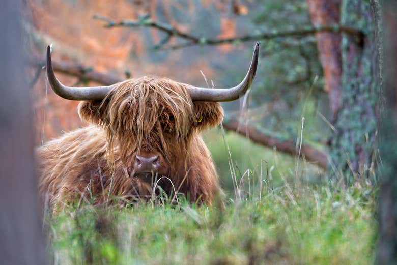 Una vaca en las Highlands