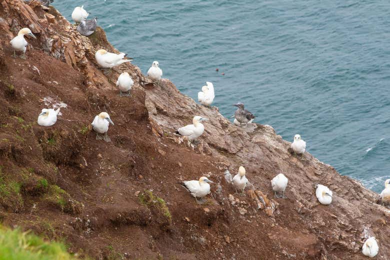 Aves marinas en la reserva de Troup Head