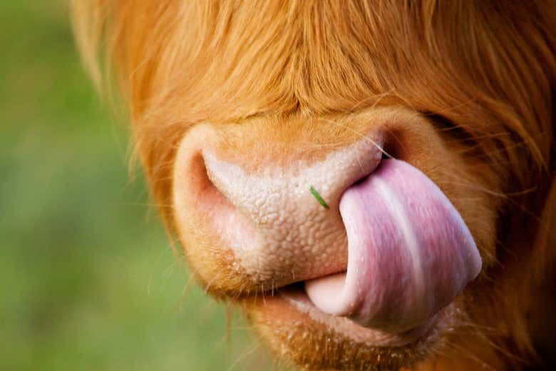 Una mucca Highlander
