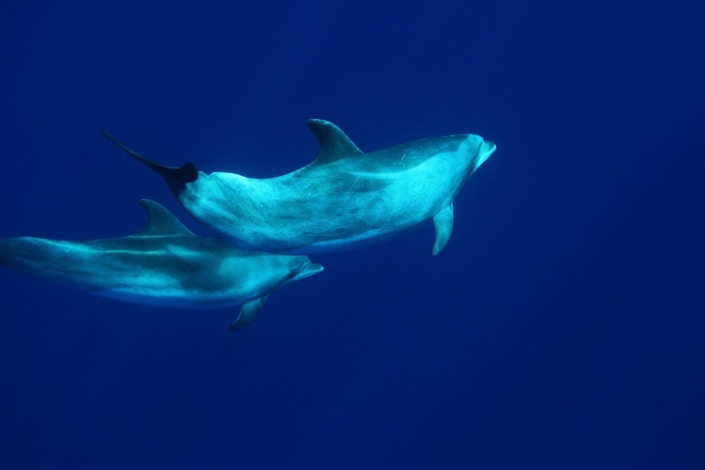 Buscaremos delfines mulares