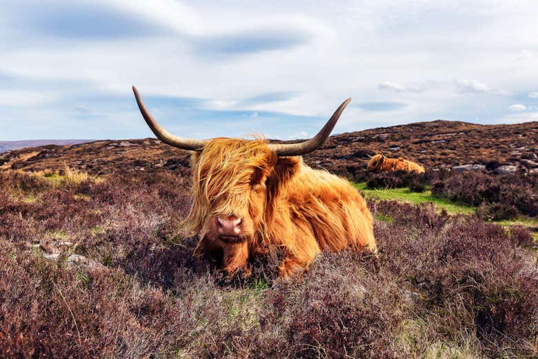 Vache des Highlands sur la route d'Applecross