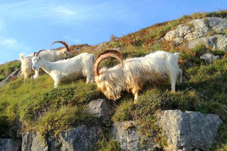 great orme goats