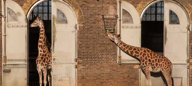 Entrada al ZSL London Zoo