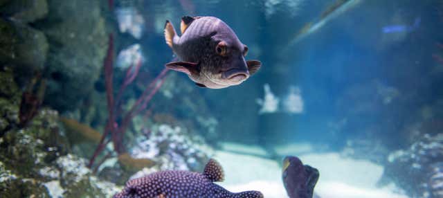 Entrada al Sea Life London