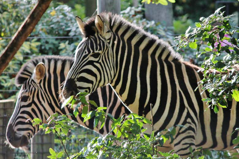 Zebras no zoológico