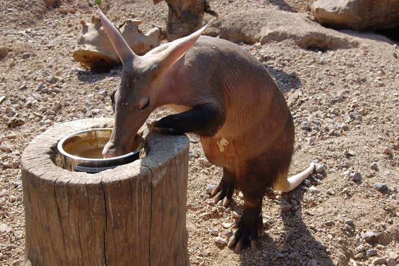 Aardvark