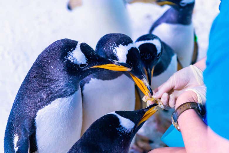 Alimentando os pinguins