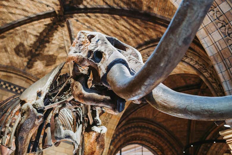 Uno de los esqueletos que veréis en el museo